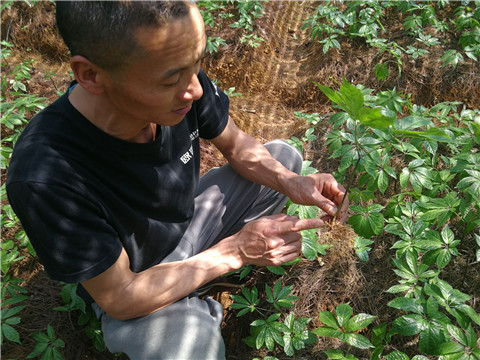 微生物菌劑，翠姆，拉姆拉