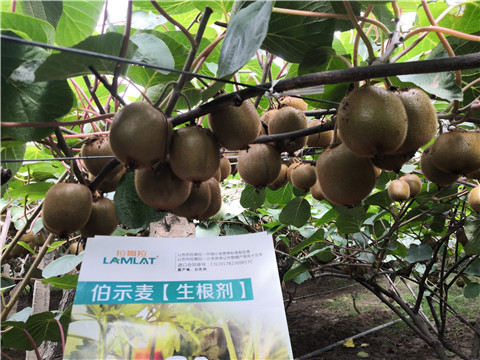 微生物菌劑，生根劑，伯示麥，拉姆拉