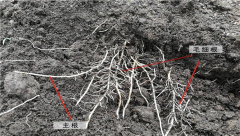 葡萄管理技術(shù),拉姆拉