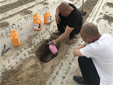 棉花，水溶肥，拉姆拉，翠姆