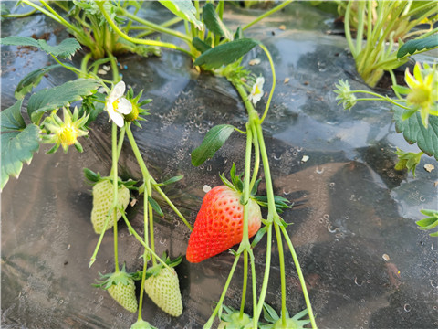 微生物菌劑，拉姆拉，翠姆