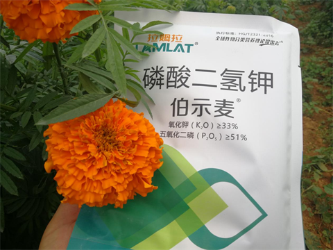 水溶肥,伯示麥,萬壽菊種植技術