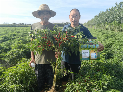 水溶肥,翠姆,辣椒種植