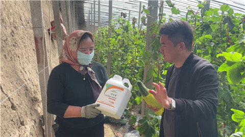 水溶肥品牌,羊角蜜種植,伯示麥水溶肥