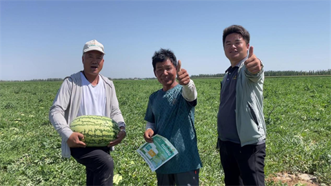 西瓜種植,水溶肥,拉姆拉