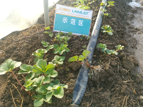 草莓種植,進口水溶肥,翠姆水溶肥