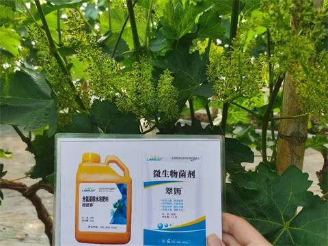 水溶肥品牌,葡萄種植,翠姆水溶肥