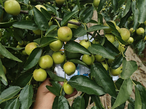 水溶肥品牌,冬棗種植,伯示麥水溶肥